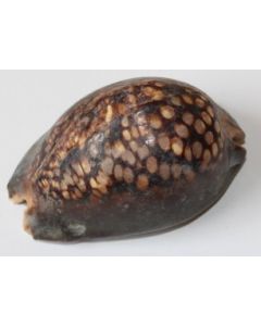 Conus litteratus