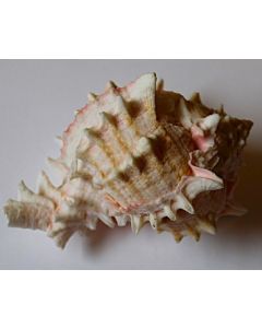 fasciolaria trapezium