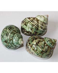 Conus litteratus