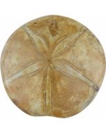 Forstenet Søpindsvin